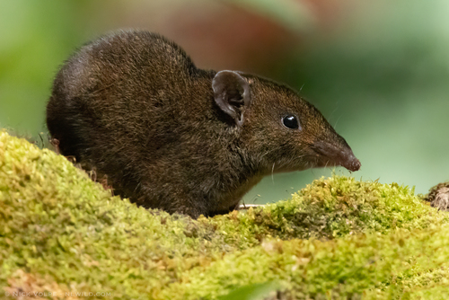 Max's Short-tailed Gymnure (Hylomys maxi) — Data Deficient Mammalia