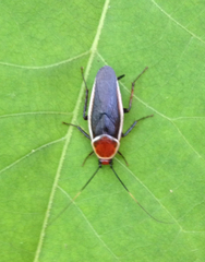 Pseudomops septentrionalis