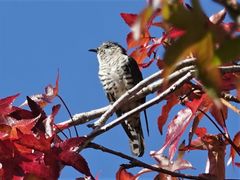 Chrysococcyx lucidus lucidus