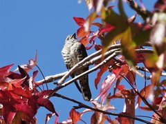 Chrysococcyx lucidus lucidus