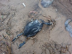 Podiceps nigricollis