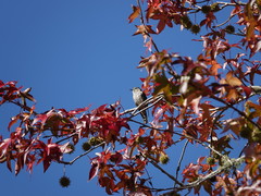 Chrysococcyx lucidus lucidus