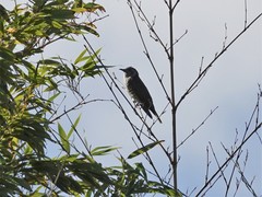 Chrysococcyx lucidus lucidus