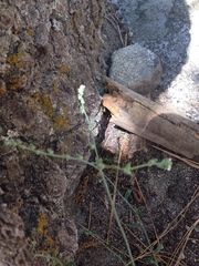 Plagiobothrys torreyi