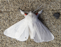 Spilosoma vestalis