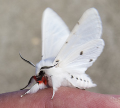 Spilosoma vestalis