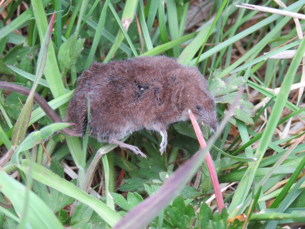 Pacific Shrew