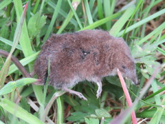 Sorex vagrans