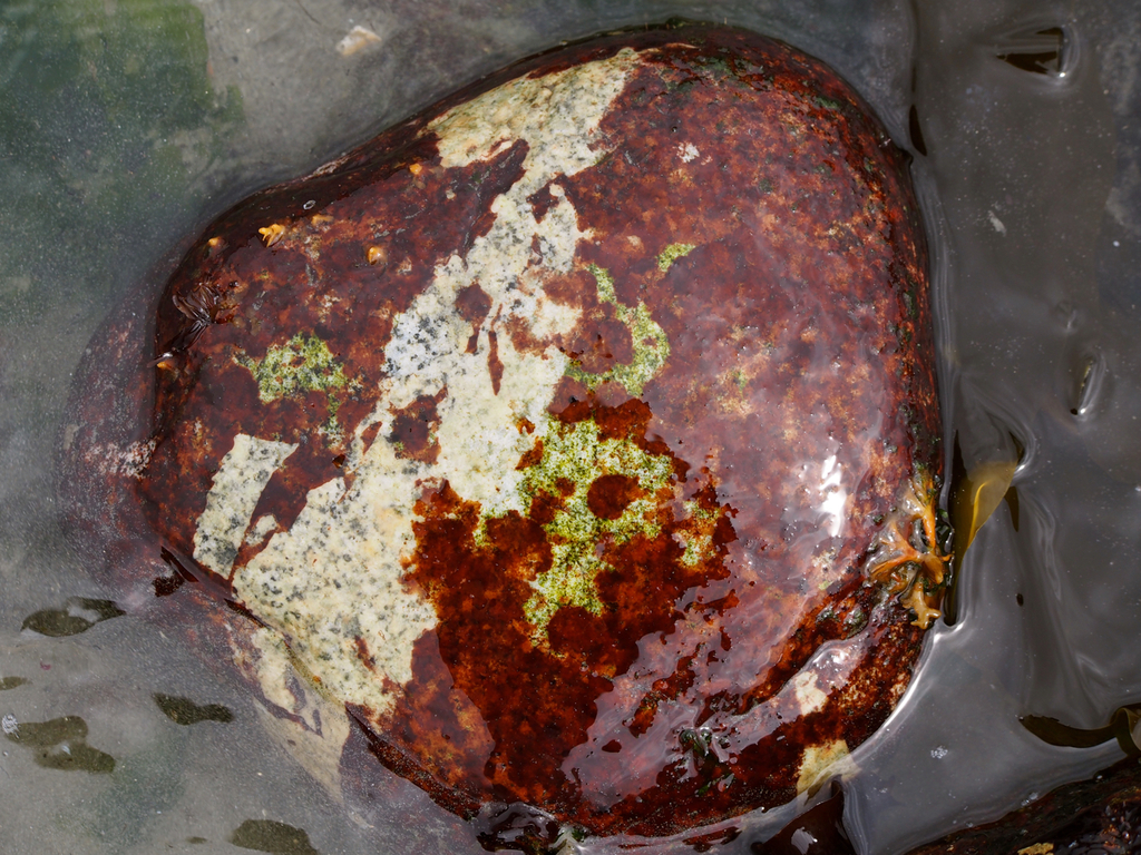 Hildenbrandia rubra (Hildenbrandia rubra)