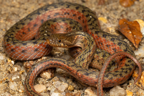 Photo of a Red Mountain Keelback (Hebius sanguineus)