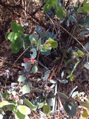 Arctostaphylos viscida