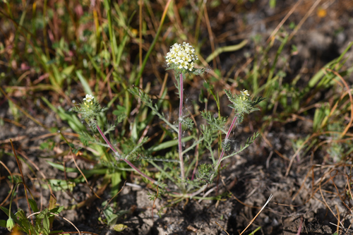 cotula navarretia (Navarretia cotulifolia)