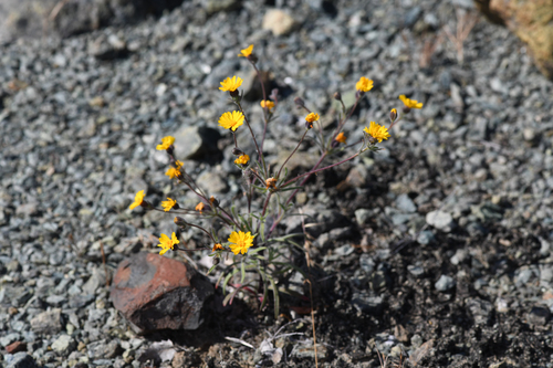 Hall's tarweed (Harmonia hallii)