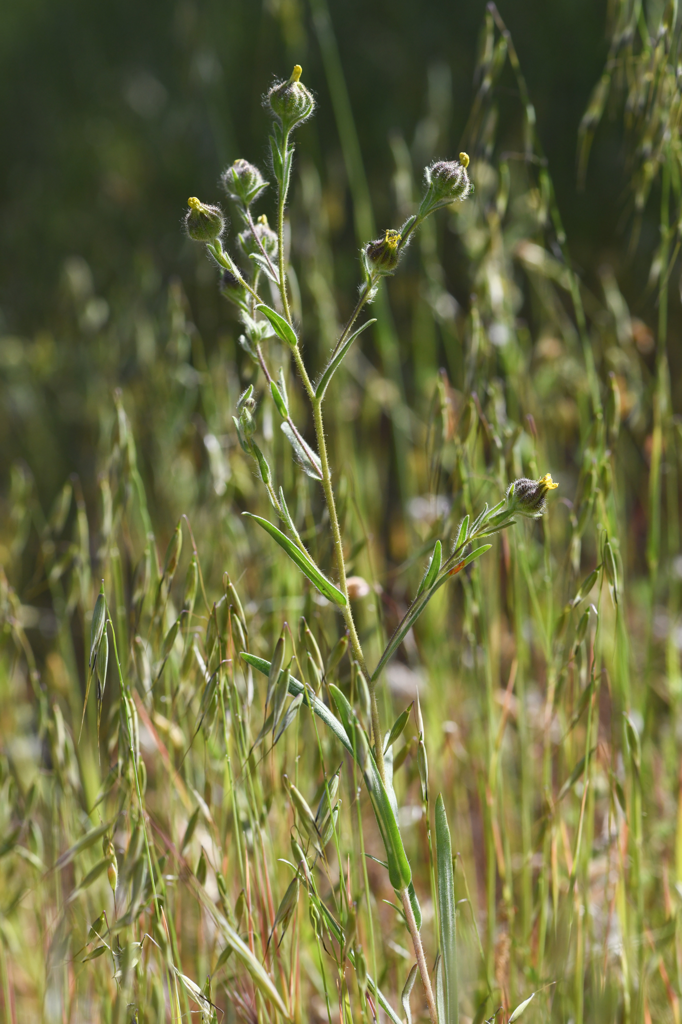 Plump Seeded Madia (Madia anomala)