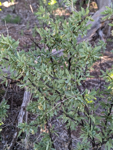 Image of Lycium pallidum by (c) Logan J.L. Bradley, some rights reserved (CC BY)