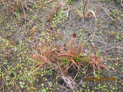 Juncus caespiticius