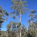 Eucalyptus viminalis viminalis - Photo (c) Dean Nicolle, algunos derechos reservados (CC BY-NC), subido por Dean Nicolle
