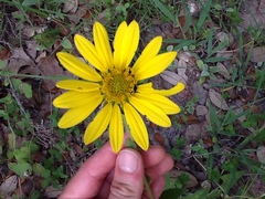 Silphium gracile