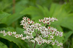 Rodgersia podophylla