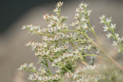 Rodgersia podophylla