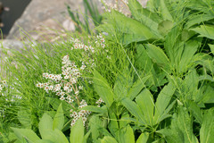 Rodgersia podophylla