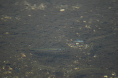 Zacco platypus