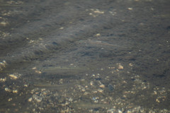 Zacco platypus