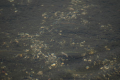 Zacco platypus