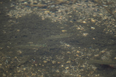 Zacco platypus