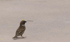 Passer montanus