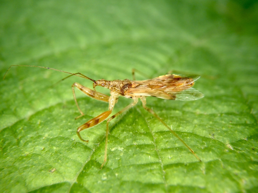 Gorpis brevilineatus
