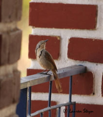 Cichladusa arquata