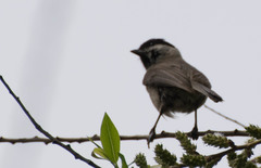 Poecile palustris