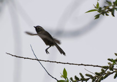 Poecile palustris