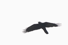 Corvus macrorhynchos