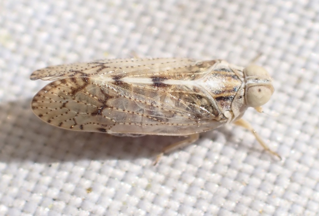 Oecleus martharum