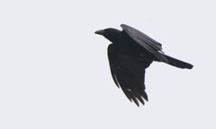 Corvus macrorhynchos