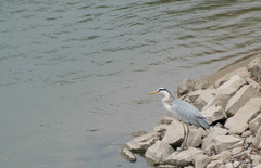 Ardea cinerea