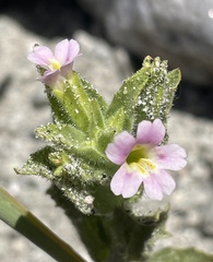 Erythranthe parishii