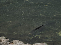 Cyprinus carpio