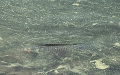 Cyprinus carpio