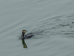 Phalacrocorax carbo