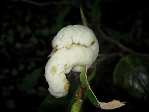 Exobasidium camelliae