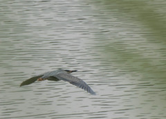 Butorides striata
