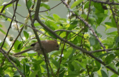 Sinosuthora webbiana
