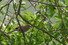 Sinosuthora webbiana