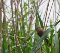 Sinosuthora webbiana