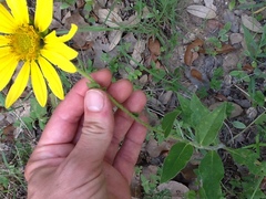Silphium gracile