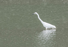 Ardea alba