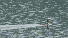 Podiceps cristatus